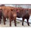 Image 3 : Fox Cattle Co. - 50 Red Angus/Simm X A.I. December Delivery Bred Heifers (Foam Lake, SK)