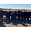 Image 4 : Kings Corner Farms - 890# November Grass Yearlings - 70 Head (Corning, SK)