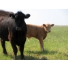 Image 5 : Circus Coulee Cattle - 550# November Delivery Steer Calves - 100 Head (Dorothy, AB) 