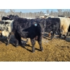Image 15 : Loch Lomond Livestock Ltd. - 725# March Delivery Steers - 45 Head (Eyebrow, SK)