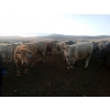 Image 3 : Lowe Ranches - 803# January Weaned Steers - 75 Head (Nanton, AB)