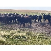 Image 5 : Diamond A Farms - 1000# September Grass Steers - 106 Head (Girvin, SK)