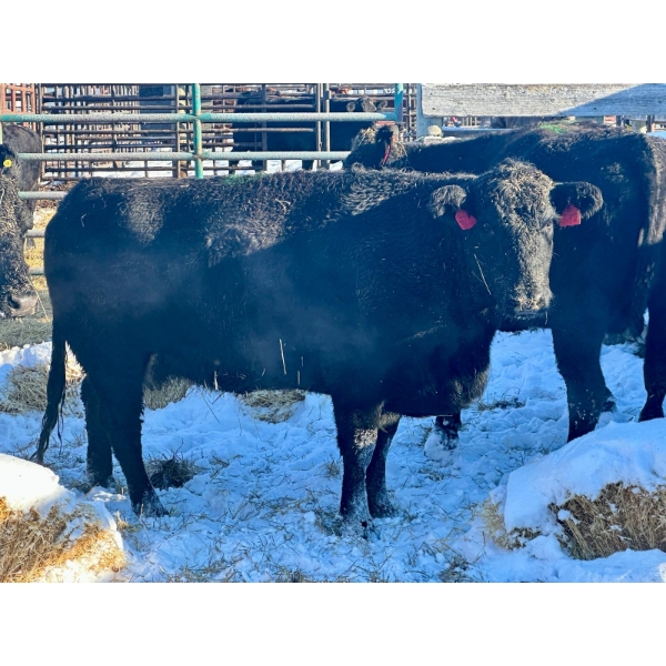 Resch Ranch - 5 Fourth Calvers (Pen 513)