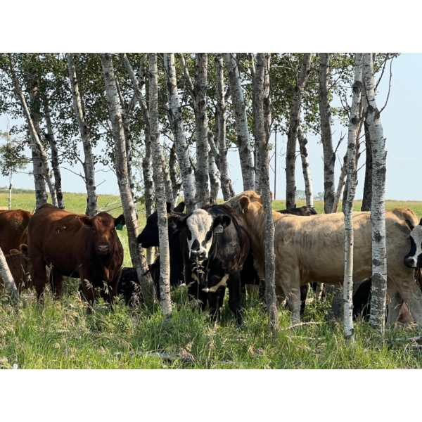 Wolverine Cattle Co. - 925# September Delivery Grass Heifers - 200 Head (Guernsey, SK)