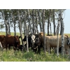 Image 1 : Wolverine Cattle Co. - 925# September Delivery Grass Heifers - 200 Head (Guernsey, SK)
