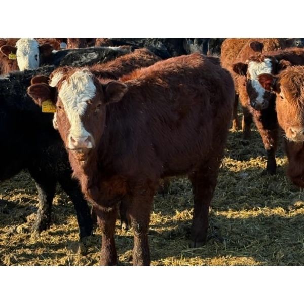 Jeff MacMillan - 825# March/April Delivery Steers - 60 Head (Marquette, MB)