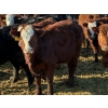Image 1 : Jeff MacMillan - 825# March/April Delivery Steers - 60 Head (Marquette, MB)