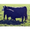 Image 6 : Leedale Farming - 700# September Delivery Steer Calves - 80 Head (Eckville, AB)