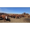 Image 6 : Amber Mountain Farms - 660# May Delivery Heifers - 128 Head (Vauxhall, AB)