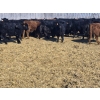 Image 2 : 7L Ranch - 845# March Delivery Steers - 72 Head (Lakeland, MB) VBP+