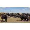 Image 8 : Cattlewood Farms Ltd. - 740# June Delivery Heifers - 145 Head (Fincastle, AB)