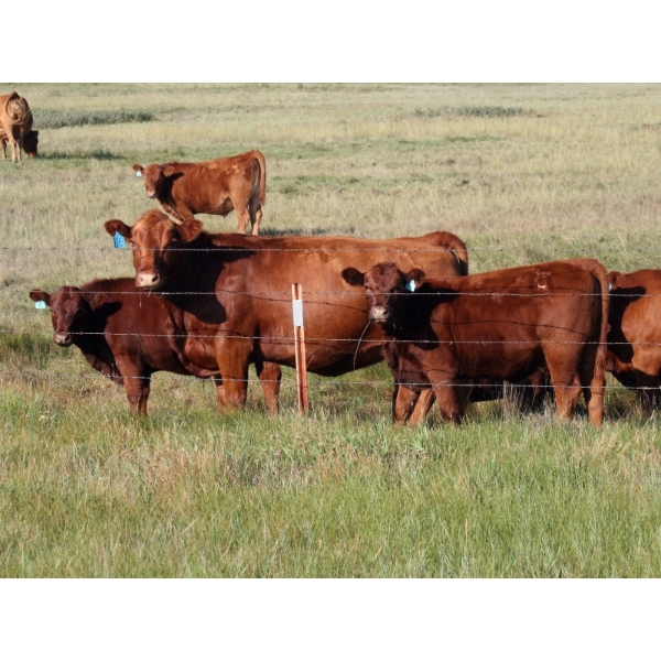 Mud Lake Ranch - 630# October Delivery Heifer Calves - 50 Head (Fort Macleod, AB)