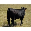 Image 8 : Bar 15 Ranch Ltd. - 620# October Delivery Steer Calves - 81 Head (Claresholm, AB)