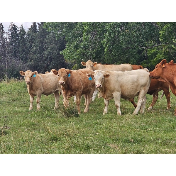 Steve Saruga - 750# Sept/Oct Delivery Heifer Calves - 25 Head (Alliance, AB)
