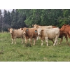 Image 2 : Steve Saruga - 830# Sept/Oct Delivery Steer Calves - 61 Head (Alliance, AB)