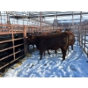 Image 2 : Calberta Farms - 5 Heifers (Pen 405)