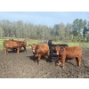 Image 3 : Regehr Land & Cattle - 1050# September Delivery Grass Steers - 59 Head (Winfield, AB)
