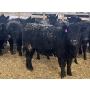 Image 9 : Eric Tarrant - 740# February Delivery Heifers - 70 Head (High River, AB)