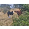 Image 5 : Seven O Ranches - 625# Steer Calves - 100 Head (Kamloops, BC)