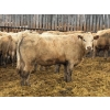 Image 2 : Brandt Boys Inc. - 1000# June Delivery Steers - 62 Head (Tolstoi, MB)