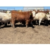 Image 5 : Birch Island Land & Cattle - 1050# May Delivery Steers - 114 Head (Rhein, SK)