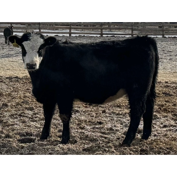 Luke & Jen Smith - 650# March Delivery Heifers - 92 Head (Rhein, SK)