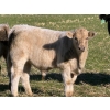 Image 2 : GW Murray Ranches - 675# November Delivery Steer Calves - 86 Head (Rolling Hills, AB)