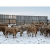 Image 2 : Franklin Cattle Co. - 680# February Delivery Steers - 140 Head (Grenfell, SK)