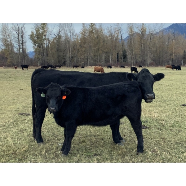 Franz Feldmann - 590# October Delivery Heifer Calves - 100 Head (Radium, BC)