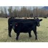 Image 1 : Franz Feldmann - 590# October Delivery Heifer Calves - 100 Head (Radium, BC)