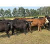 Image 4 : Richards Family Farms & Livestock Ltd. - 725# October Delivery Grass Heifers - 85 Head (Bangor, SK) 