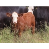 Image 7 : Bar T Livestock - 535# October Delivery Steer Calves - 115 Head (Earl Grey, SK)
