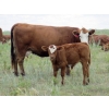 Image 6 : Darren Wagner - 550# November Delivery Steer Calves - 100 head (Leader, SK)