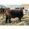 Image 9 : Helland Land & Cattle Co. Ltd. - 1039# February Delivery Steers - 60 Head (Lomond, AB)
