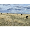 Image 15 : Rolling N Ranches (Nolan & Amanda Osadczuk) - 80 Heifer Pairs