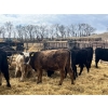 Image 6 : Upland Livestock - 550# April/May Delivery Steers - 60 Head (Wood Mountain, SK)