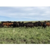 Image 3 : RJ Bart Stock Corp. - 1000# August Delivery Grass Heifers - 340 Head (High River, AB)