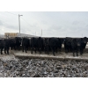 Image 5 : 9 Bar Ranch - 850# February Delivery Steers - 140 Head (Taber, AB) VBP+