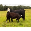 Image 6 : Bar 27 Stock Farm - 720# September Delivery Steer Calves - 85 Head (Spruce View, AB) VBP+