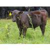 Image 17 : Vandenhoven Farms - 650# November Delivery Steer Calves - 95 Head (Rimbey, AB) VBP+