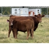 Image 5 : Tanner & Michelle Lawton  - 700# Oct/Nov Delivery Steer Calves - 50 Head (Eckville, AB)