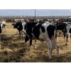 Image 2 : DL Feedlot - 700# Holstein Steers - 200 Head (Fort Macleod, AB)