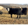 Image 4 : Cunningham Cattle Co. - 850# March Delivery Heifers - 270 Head (Rhein, SK)
