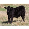 Image 5 : Johnson Livestock - 700# December Weaned Steers - 85 Head (Peebles, SK) VBP+