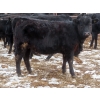 Image 7 : Martin DeVos - 725# March/April Delivery Heifers - 69 Head (Fork River, MB)