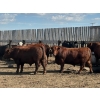 Image 7 : Hillsvale Farming Co. Ltd. - 76 Angus/Angus X Fed Steers (Cut Knife, SK)