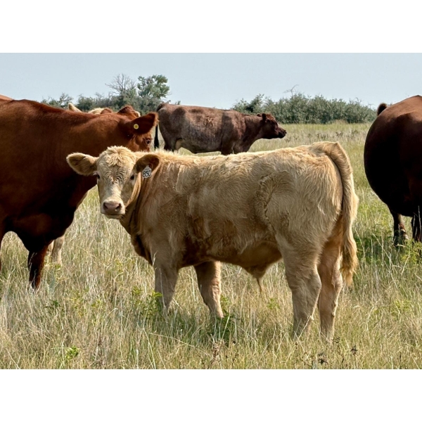 Kokay Farms Ltd. - 685# November Delivery Steer Calves - 120 Head (Rosemary, AB)