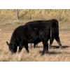Image 3 : Darren & Tamara Schultz - 510# October Delivery Steer Calves - 60 Head (Bashaw, AB)