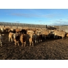 Image 4 : Reilly Lake Ranching - 925# February Weaned Steers - 200 Head (Lloydminster, AB)