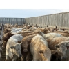 Image 15 : Copperfield Farming - 730# February Delivery Heifers - 120 Head (Vauxhall, AB)